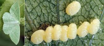 Attēlu rezultāti vaicājumam “Geometra papilionaria”