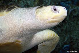 Image result for Lepidochelys olivacea