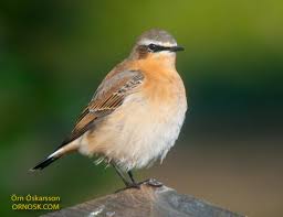 Attēlu rezultāti vaicājumam “Oenanthe oenanthe”
