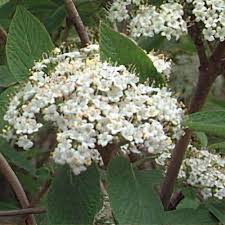 Attēlu rezultāti vaicājumam “Viburnum lantana  flower”