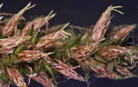 Attēlu rezultāti vaicājumam “Carex capillaris fruit”