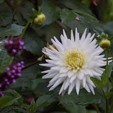 Image result for Dahlia `Snowflake`