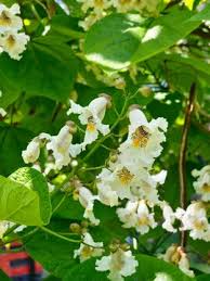 Attēlu rezultāti vaicājumam “Catalpa ovata leaf”