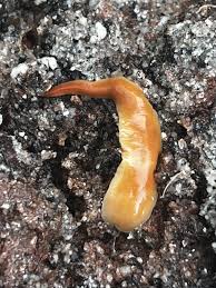 Attēlu rezultāti vaicājumam “Polyzonium germanicum”