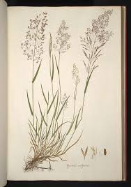 Attēlu rezultāti vaicājumam “Agrostis capillaris”