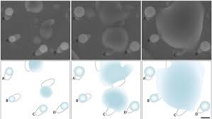 Attēlu rezultāti vaicājumam “Didymium bahiense spores”