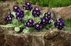 Attēlu rezultāti vaicājumam “Primula x polyantha flower”