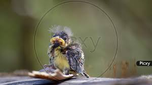 Attēlu rezultāti vaicājumam “Cyanistes caeruleus juvenile”