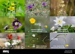 Attēlu rezultāti vaicājumam “Ranunculaceae”