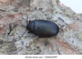 Attēlu rezultāti vaicājumam “Alleculidae”