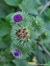 Attēlu rezultāti vaicājumam “Arctium lappa leaf”