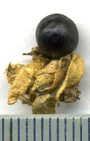 Attēlu rezultāti vaicājumam “Silene baccifera fruit”