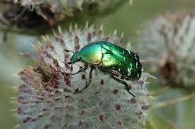 Attēlu rezultāti vaicājumam “Cetonia aurata”