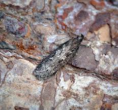 Attēlu rezultāti vaicājumam “Gelechia scotinella”