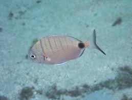 Image result for Diplodus sargus