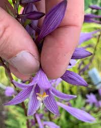 Image result for Hillingdon Streamers