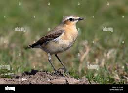 Attēlu rezultāti vaicājumam “Oenanthe oenanthe male”