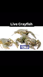 Attēlu rezultāti vaicājumam “Astacus leptodactylus”