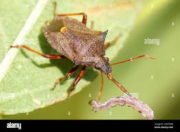 Attēlu rezultāti vaicājumam “Picromerus bidens”