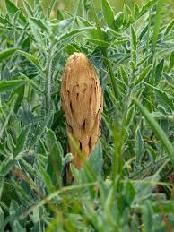 Attēlu rezultāti vaicājumam “Orobanche elatior flower”
