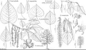 Attēlu rezultāti vaicājumam “Populus x jackii flower”