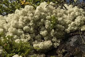 Attēlu rezultāti vaicājumam “Cladonia stellaris”