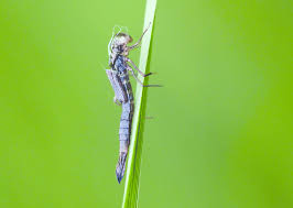Attēlu rezultāti vaicājumam “Nehalennia speciosa”