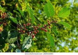Attēlu rezultāti vaicājumam “Frangula alnus leaf”