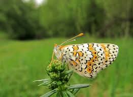 Attēlu rezultāti vaicājumam “Melitaea cinxia upperside”