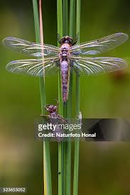 Attēlu rezultāti vaicājumam “Libellula quadrimaculata exuvia”
