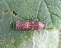 Attēlu rezultāti vaicājumam “Phycita roborella”