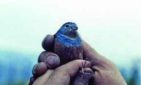 Image result for Emberiza caesia