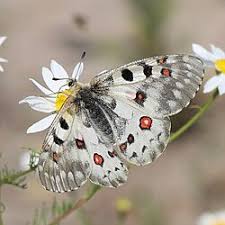 Attēlu rezultāti vaicājumam “Parnassius mnemosyne underside”
