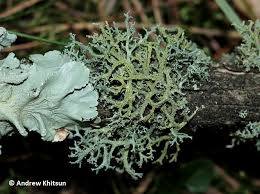 Attēlu rezultāti vaicājumam “Evernia mesomorpha”