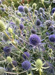 Attēlu rezultāti vaicājumam “Eryngium planum”