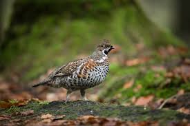 Attēlu rezultāti vaicājumam “Bonasa bonasia eggs”
