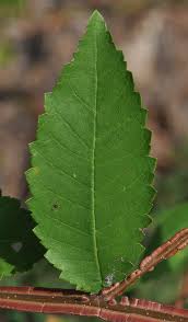 Attēlu rezultāti vaicājumam “Ulmus laevis leaf”