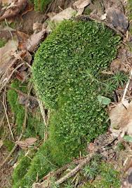 Attēlu rezultāti vaicājumam “Diplophyllum albicans”