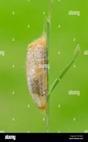 Attēlu rezultāti vaicājumam “Euthrix potatoria cocoon”