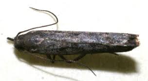 Attēlu rezultāti vaicājumam “Lyonetiidae”