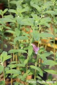 Attēlu rezultāti vaicājumam “Diderma radiatum sessile”