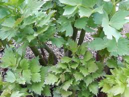 Image result for Liebstöckel