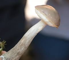 Attēlu rezultāti vaicājumam “Boletales”