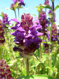 Attēlu rezultāti vaicājumam “Prunella vulgaris flower”