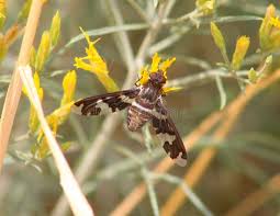 Attēlu rezultāti vaicājumam “Exoprosopa capucina”