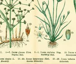 Attēlu rezultāti vaicājumam “Juncus stygius”