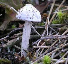 Attēlu rezultāti vaicājumam “Tulostoma fimbriatum”