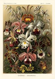 Image result for ernst haeckel