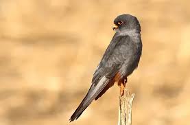 Image result for Falco vespertinus