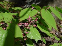 Attēlu rezultāti vaicājumam “Epimedium alpinum”